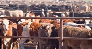 Tinubu promises to revitalize the Nigerian livestock sector